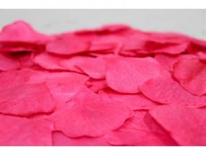 Magenta Rose Petals